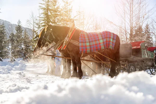 Primer Plano Del Carro Tirado Por Caballos Invierno Sol Austria —  Fotos de Stock