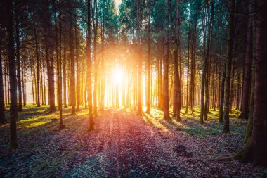 Ormanda büyülü gün batımı ve güneş ışığı. Yeşil çimenler, ağaç gövdeleri ve ışık. 