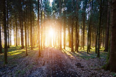 Ormanda büyülü gün batımı ve güneş ışığı. Yeşil çimenler, ağaç gövdeleri ve ışık. 