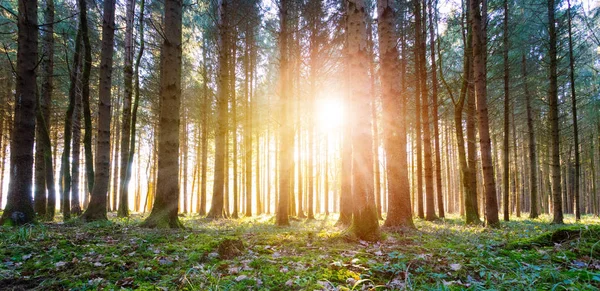Magischer Sonnenuntergang Und Sonnenstrahlen Wald Grünes Gras Baumstämme Und Licht — Stockfoto