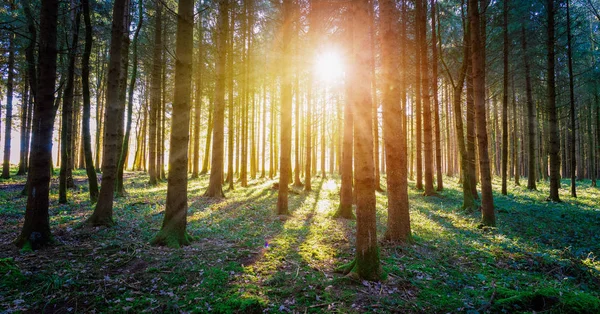 Magischer Sonnenuntergang Und Sonnenstrahlen Wald Grünes Gras Baumstämme Und Licht — Stockfoto