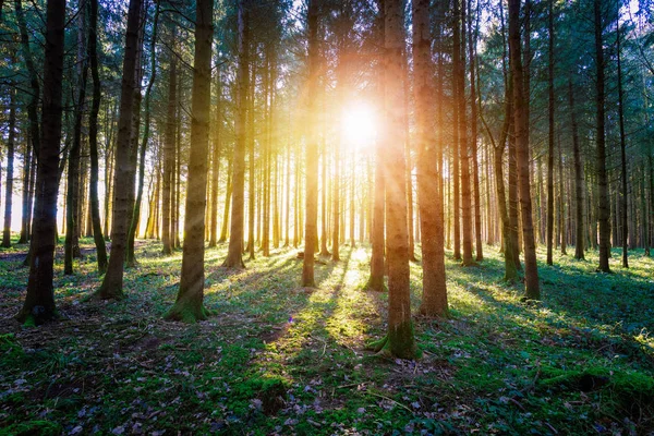 Magischer Sonnenuntergang Und Sonnenstrahlen Wald Grünes Gras Baumstämme Und Licht — Stockfoto