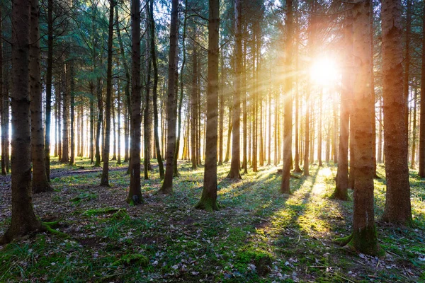 Magischer Sonnenuntergang Und Sonnenstrahlen Wald Grünes Gras Baumstämme Und Licht — Stockfoto