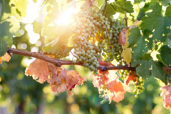 Uvas Videira Verde Uma Fazenda Sol Tarde Toscana — Fotografia de Stock