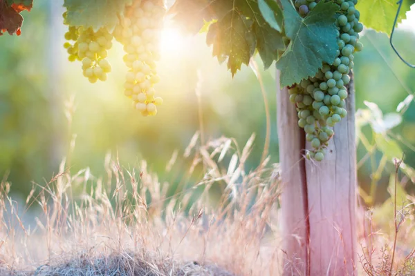 Uvas Videira Verde Uma Fazenda Sol Tarde Toscana — Fotografia de Stock