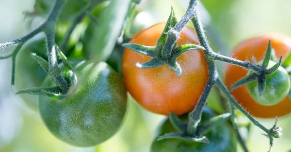 Close up of red and green organic tomatoes on green branch, self cultivation