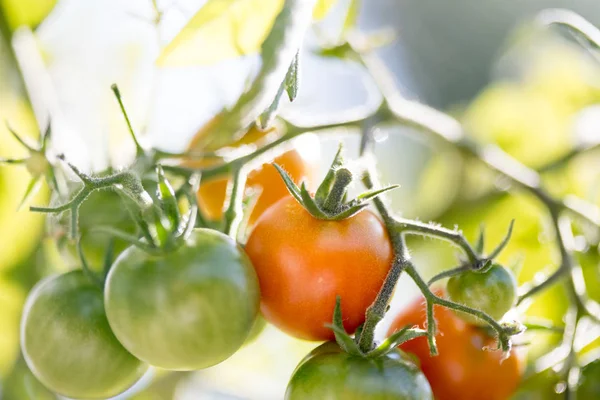Close up of red and green organic tomatoes on green branch, self cultivation