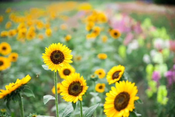 Prachtige Gele Zonnebloemen Een Landbouwveld Zomertijd — Stockfoto