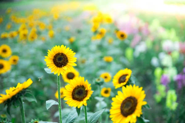 Prachtige Gele Zonnebloemen Een Landbouwveld Zomertijd — Stockfoto