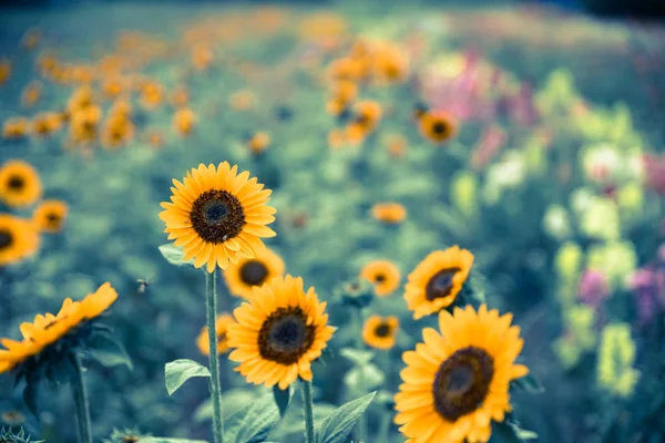 美丽的黄色向日葵在农田里夏天 — 图库照片