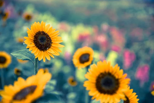 Красиві Жовті Соняшники Сільськогосподарському Полі Літній Час — стокове фото