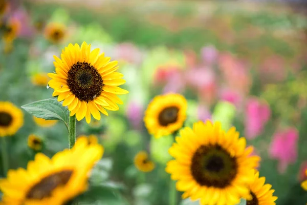 Prachtige Gele Zonnebloemen Een Landbouwveld Zomertijd — Stockfoto