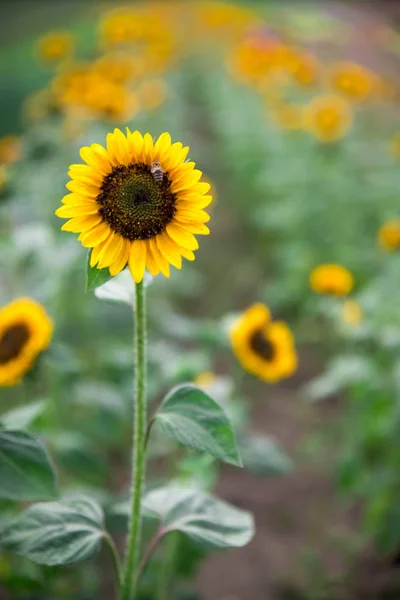 Prachtige Gele Zonnebloemen Een Landbouwveld Zomertijd — Stockfoto