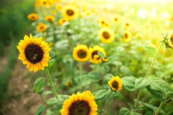 Hermosos Girasoles Amarillos Campo Agrícola Hora Verano —  Fotos de Stock