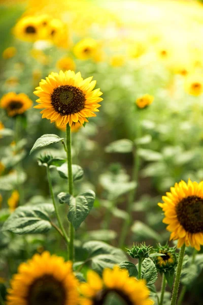 農業分野の美しい黄色のひまわり 夏時間 — ストック写真