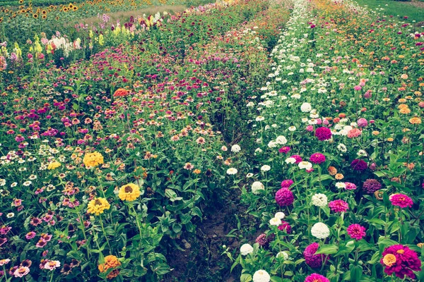 Bunga Berwarna Warni Lahan Pertanian Musim Panas — Stok Foto