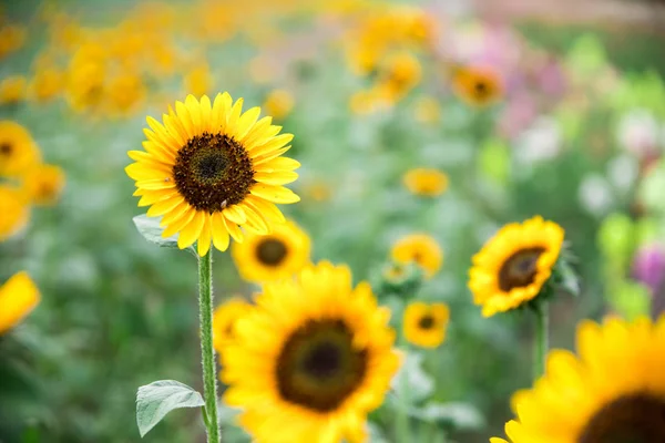 Schöne Gelbe Sonnenblumen Auf Einem Landwirtschaftlichen Feld Sommerzeit — Stockfoto