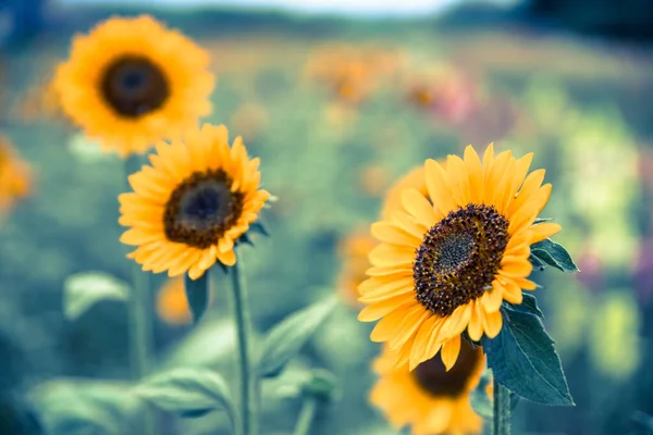 Prachtige Gele Zonnebloemen Een Landbouwveld Zomertijd — Stockfoto