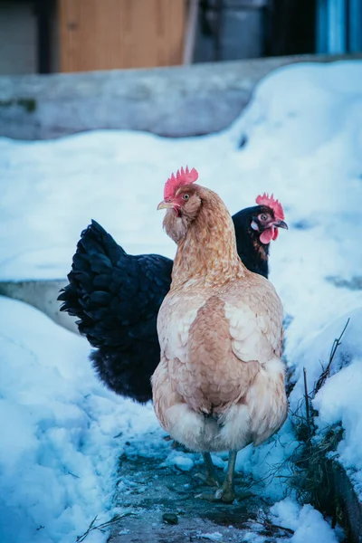 Close up of chickens in the snow, winter time, outdoors