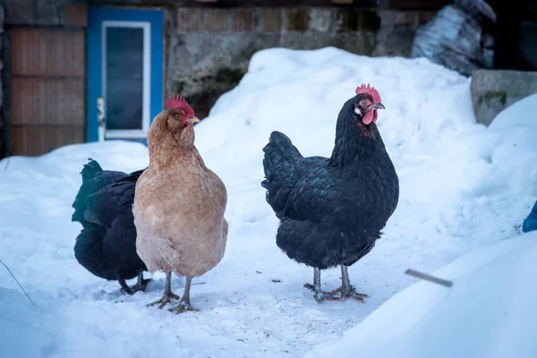 Close up of chickens in the snow, winter time, outdoors