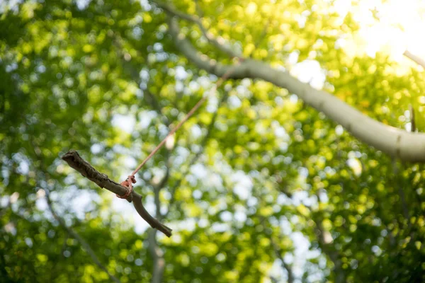 Närbild Trä Gunga Ett Träd Utomhus Skogen — Stockfoto