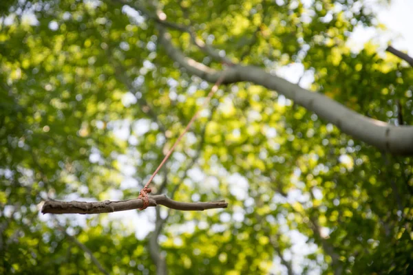 Großaufnahme Einer Hölzernen Schaukel Auf Einem Baum Draußen Wald — Stockfoto
