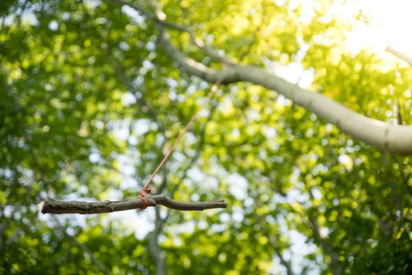 Großaufnahme Einer Hölzernen Schaukel Auf Einem Baum Draußen Wald — Stockfoto