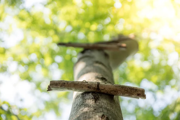 Cerca Escalera Peldaño Árbol Aire Libre Madera — Foto de Stock