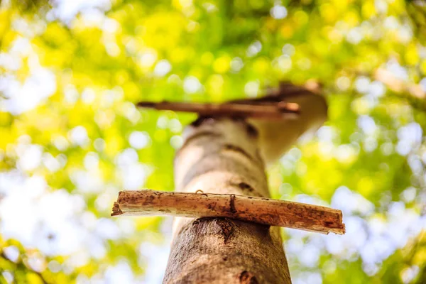 Cerca Escalera Peldaño Árbol Aire Libre Madera — Foto de Stock