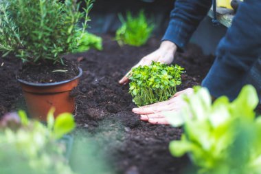 Kadın kaldırılmış yatağa sebze ve şifalı ot ekiyor. Taze bitkiler ve toprak. Girinti. 