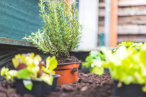 Plantation Légumes Herbes Dans Lit Surélevé Plantes Sols Frais — Photo