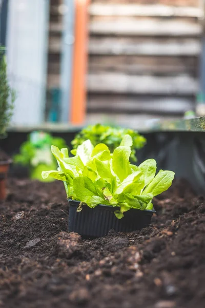 Plantation Légumes Herbes Dans Lit Surélevé Plantes Fraîches Terre Salade — Photo