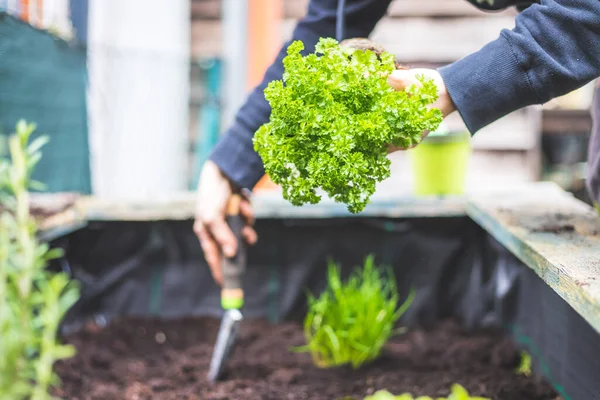 Woman Planting Vegetables Herbs Raised Bed Fresh Plants Soil Parsley — Stockfoto