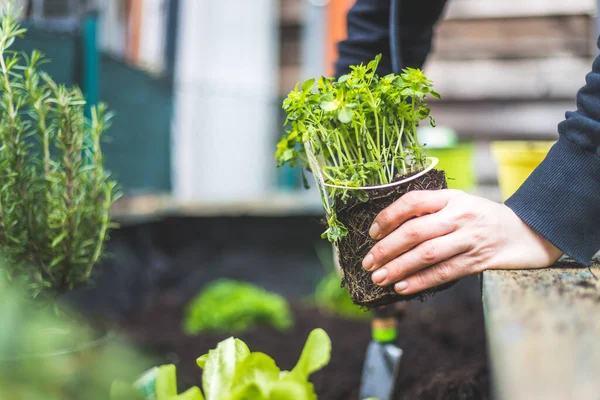 Femme Plante Des Légumes Des Herbes Dans Lit Surélevé Plantes — Photo