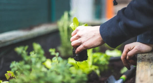 Femme Plante Des Légumes Des Herbes Dans Lit Surélevé Plantes — Photo