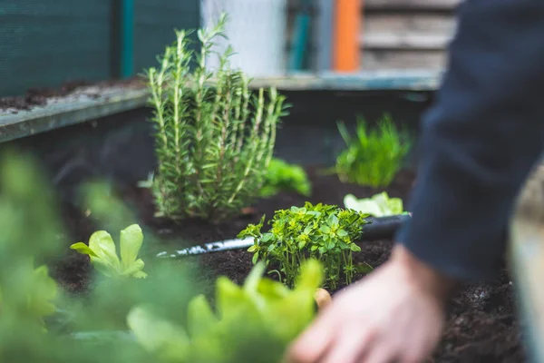 Femme Plante Des Légumes Des Herbes Dans Lit Surélevé Plantes — Photo