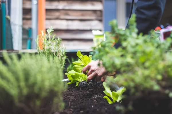 Femme Plante Des Légumes Des Herbes Dans Lit Surélevé Plantes — Photo