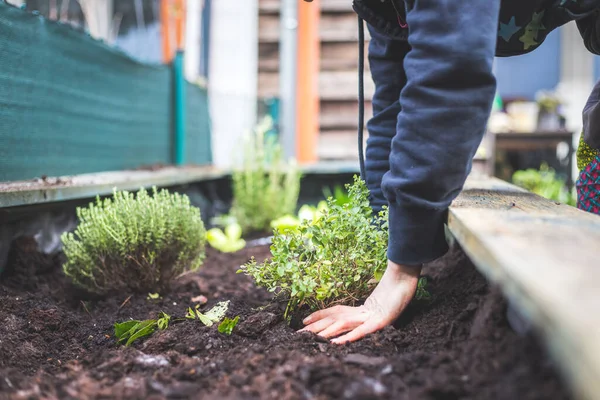 Femme Plante Des Légumes Des Herbes Dans Lit Surélevé Plantes — Photo