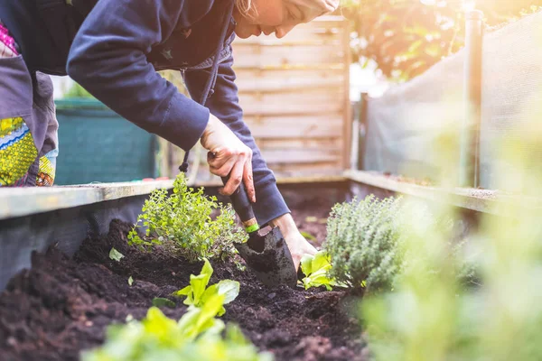 Femme Plante Des Légumes Des Herbes Dans Lit Surélevé Plantes — Photo