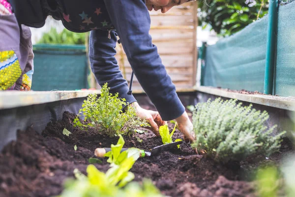 Femme Plante Des Légumes Des Herbes Dans Lit Surélevé Plantes — Photo