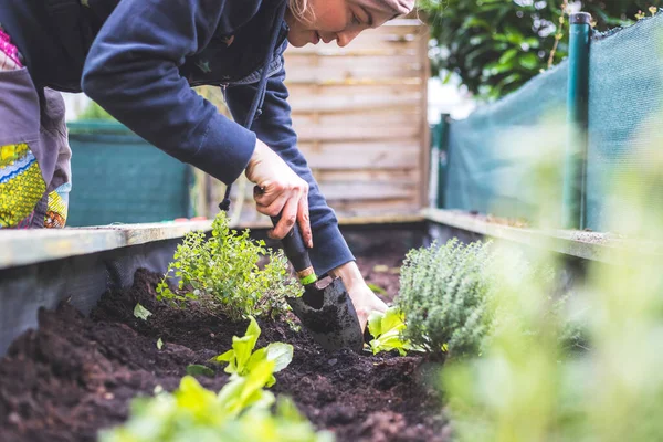 Femme Plante Des Légumes Des Herbes Dans Lit Surélevé Plantes — Photo