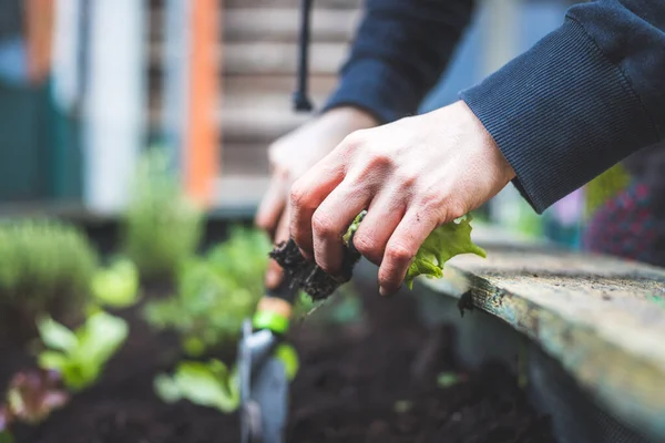 Femme Plante Des Légumes Des Herbes Dans Lit Surélevé Plantes — Photo