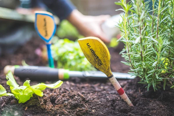 Herbes Aromatiques Saines Poussant Dans Lit Surélevé Dans Propre Jardin — Photo