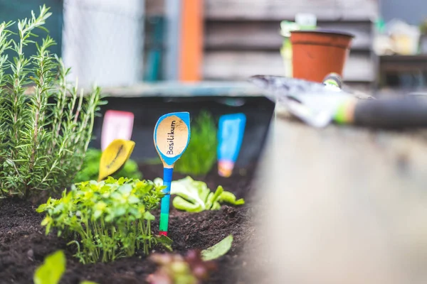 Aromatische Und Gesunde Kräuter Wachsen Einem Hochbeet Eigenen Garten Basilikum — Stockfoto