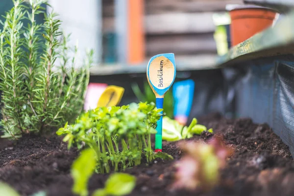 Aromatische Und Gesunde Kräuter Wachsen Einem Hochbeet Eigenen Garten Basilikum — Stockfoto