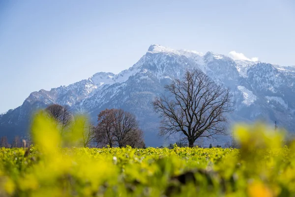 Zielona Łąka Drzewa Śnieżne Góry Wiosną Austria — Zdjęcie stockowe