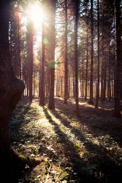 Magischer Sonnenuntergang Und Sonnenstrahlen Wald Frühlingszeit Baumstämme Und Licht — Stockfoto