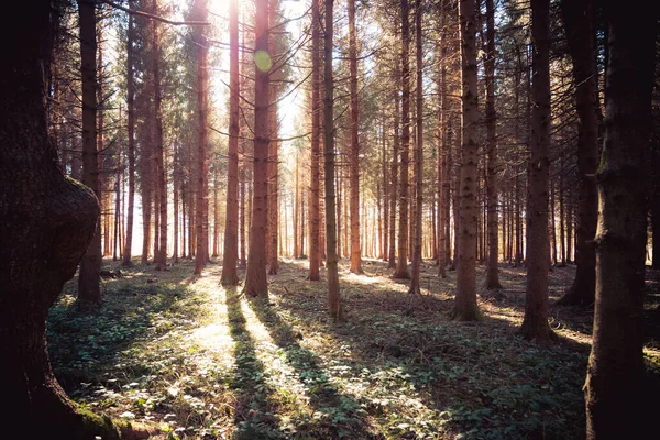 Magischer Sonnenuntergang Und Sonnenstrahlen Wald Frühlingszeit Baumstämme Und Licht — Stockfoto