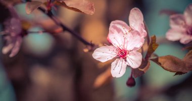 Pembe çiçek açan kiraz çiçeklerinin resmini kapat, boşluğu kopyala