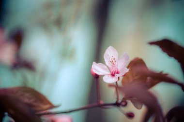 Pembe çiçek açan kiraz çiçeklerinin resmini kapat, boşluğu kopyala
